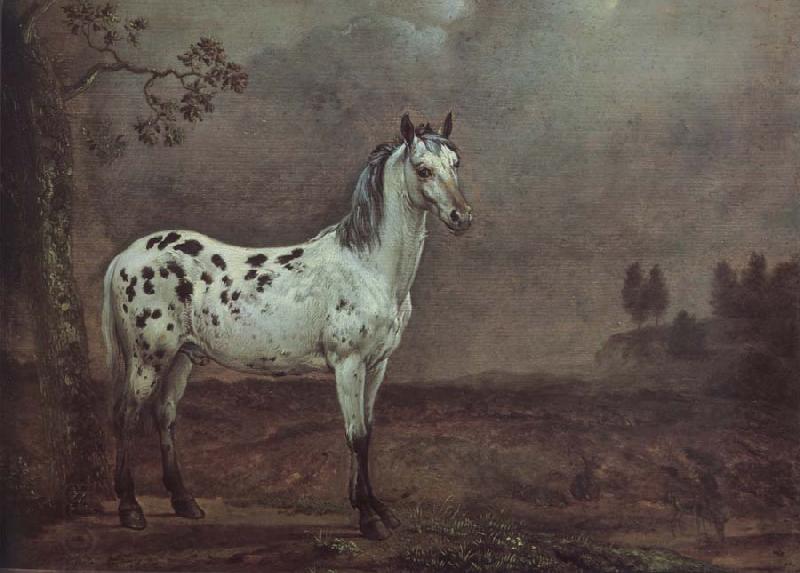 POTTER, Paulus A geschecktes horse oil painting picture